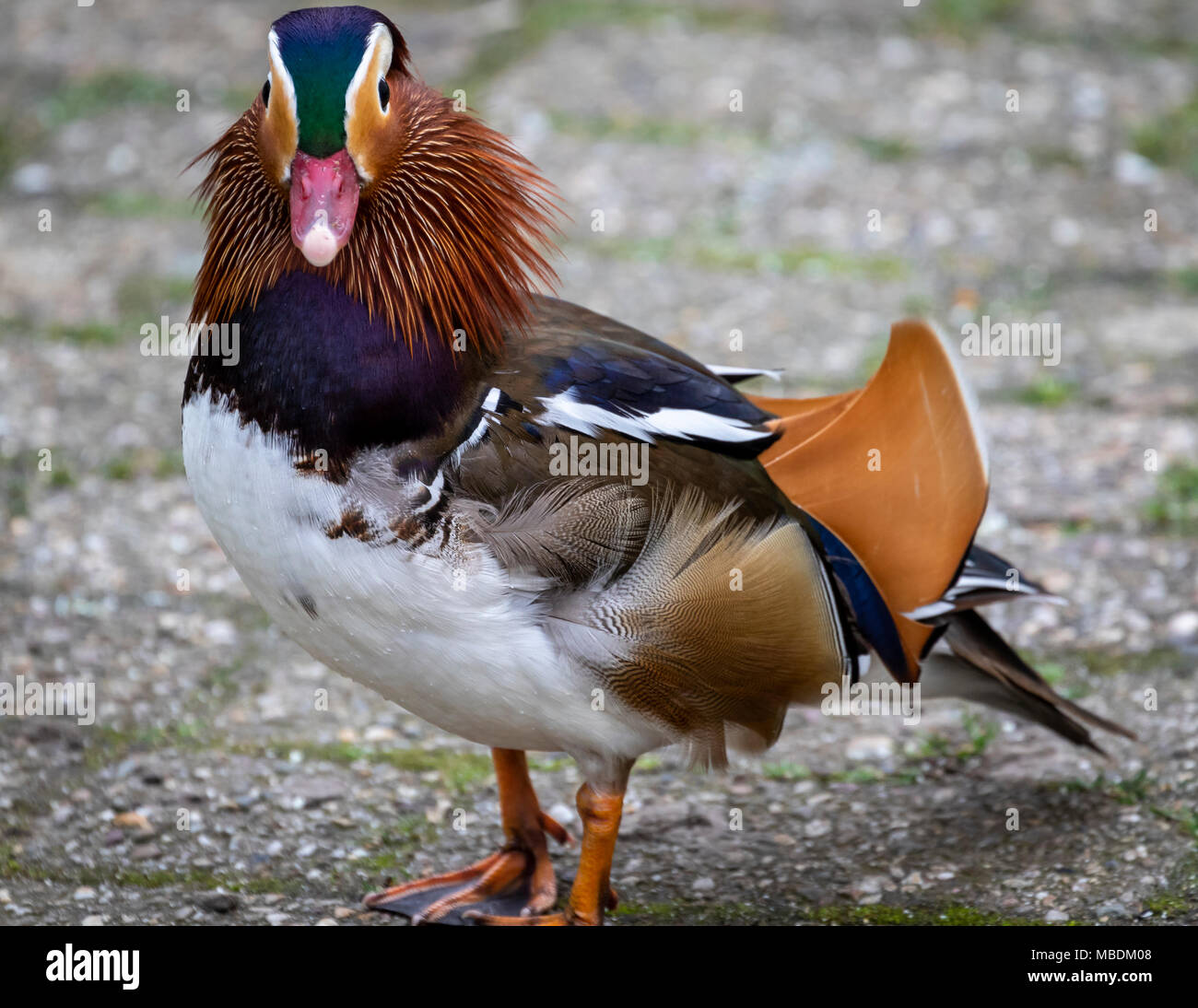 Legno di Mandarina Duck Foto Stock