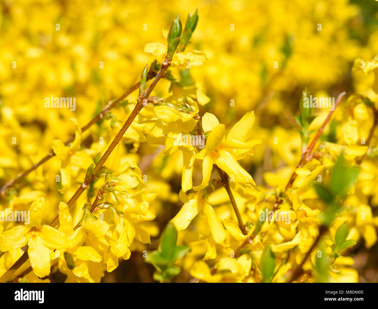 Fioritura di forsitia bush, fiori di primavera al sole. Closeup colpo di coltivazione di fiori. Foto Stock