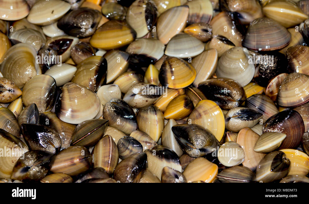 Gruppo di smalto venus shell sullo sfondo. Foto Stock