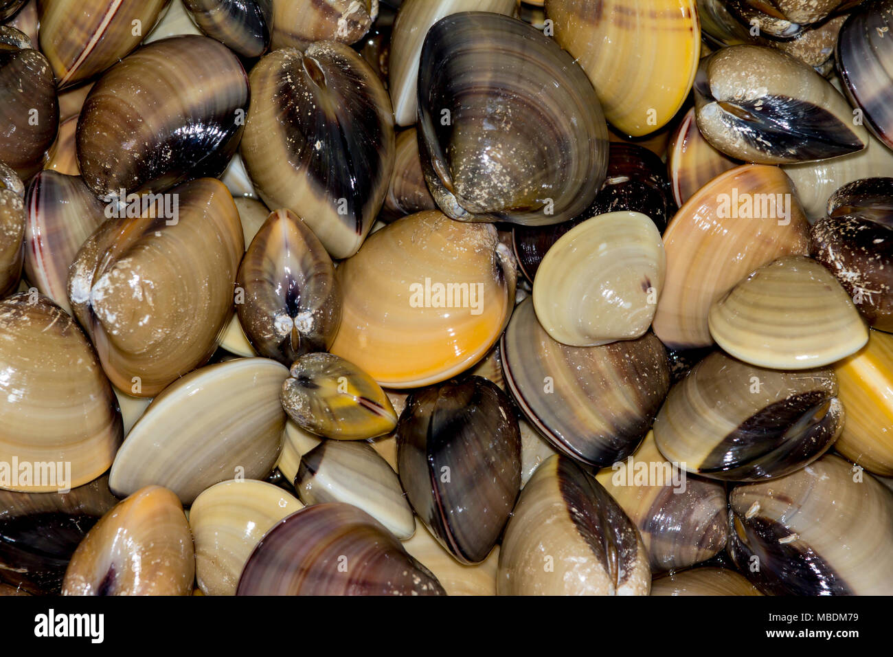 Gruppo di smalto venus shell sullo sfondo. Foto Stock