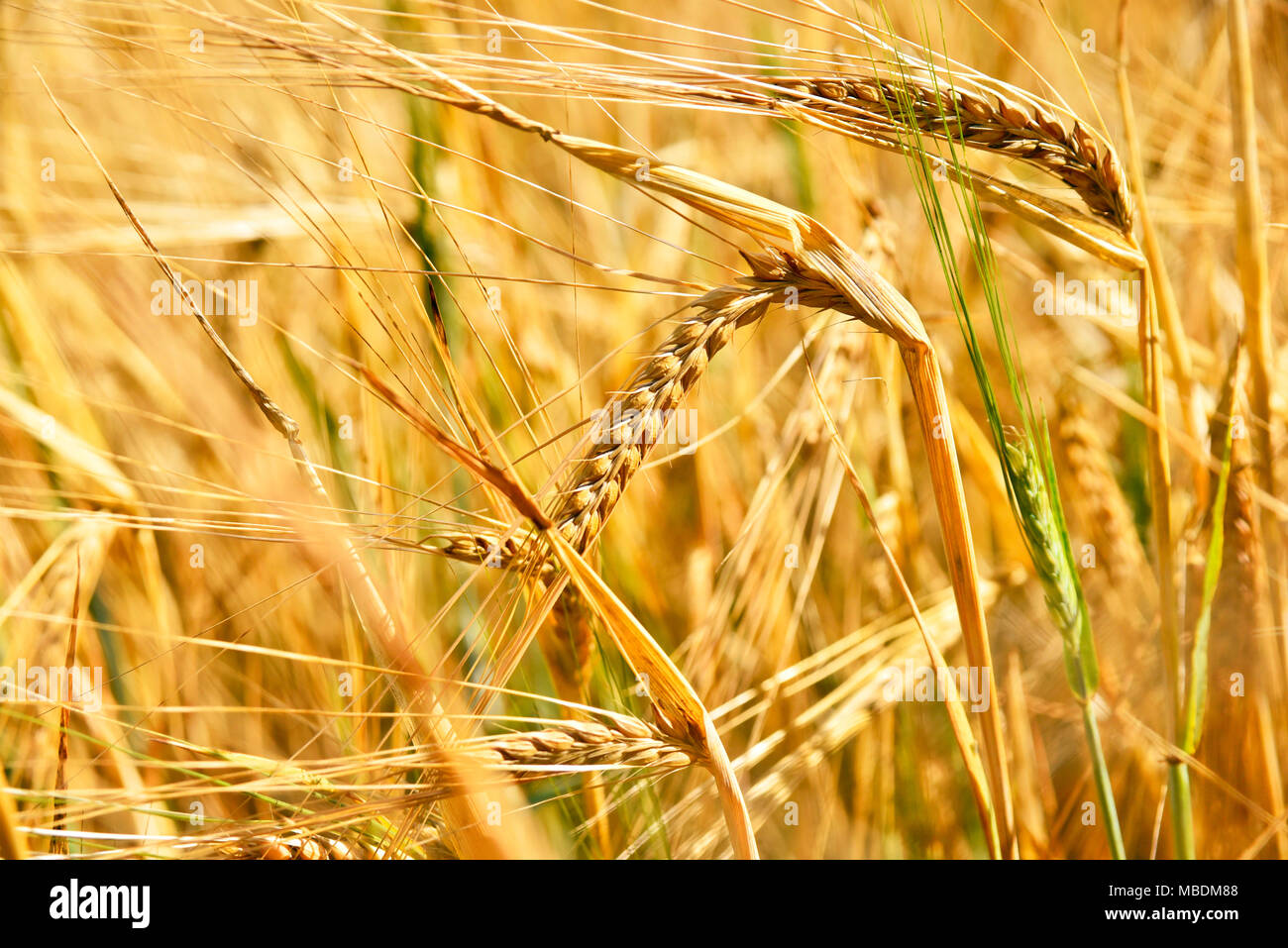 Orzo mature al sole, close-up. Le orecchie di orzo o di frumento, dorate spighe di grano. Il raccolto di mais al sole, orzo campo. Foto Stock