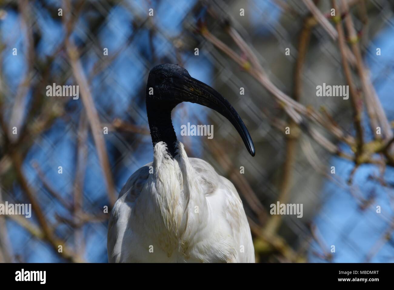 Ibis sacri - Threskiornis aethiopicus, wanding uccello mitologico egiziano bird Foto Stock