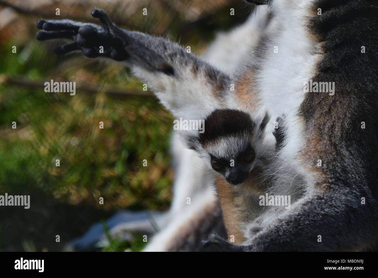 RInga tailed lemur - close up ritratto Foto Stock