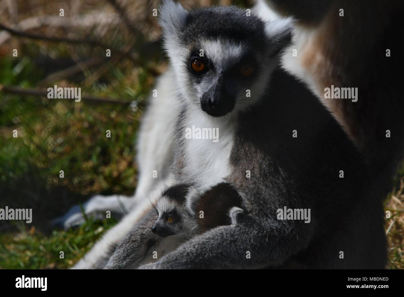 RInga tailed lemur - close up ritratto Foto Stock