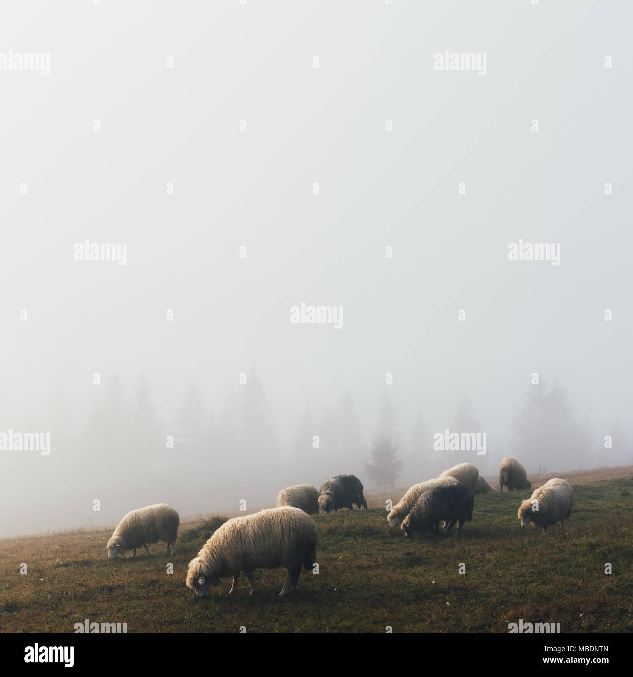 Allevamento di pecore in primavera Montagne Foto Stock