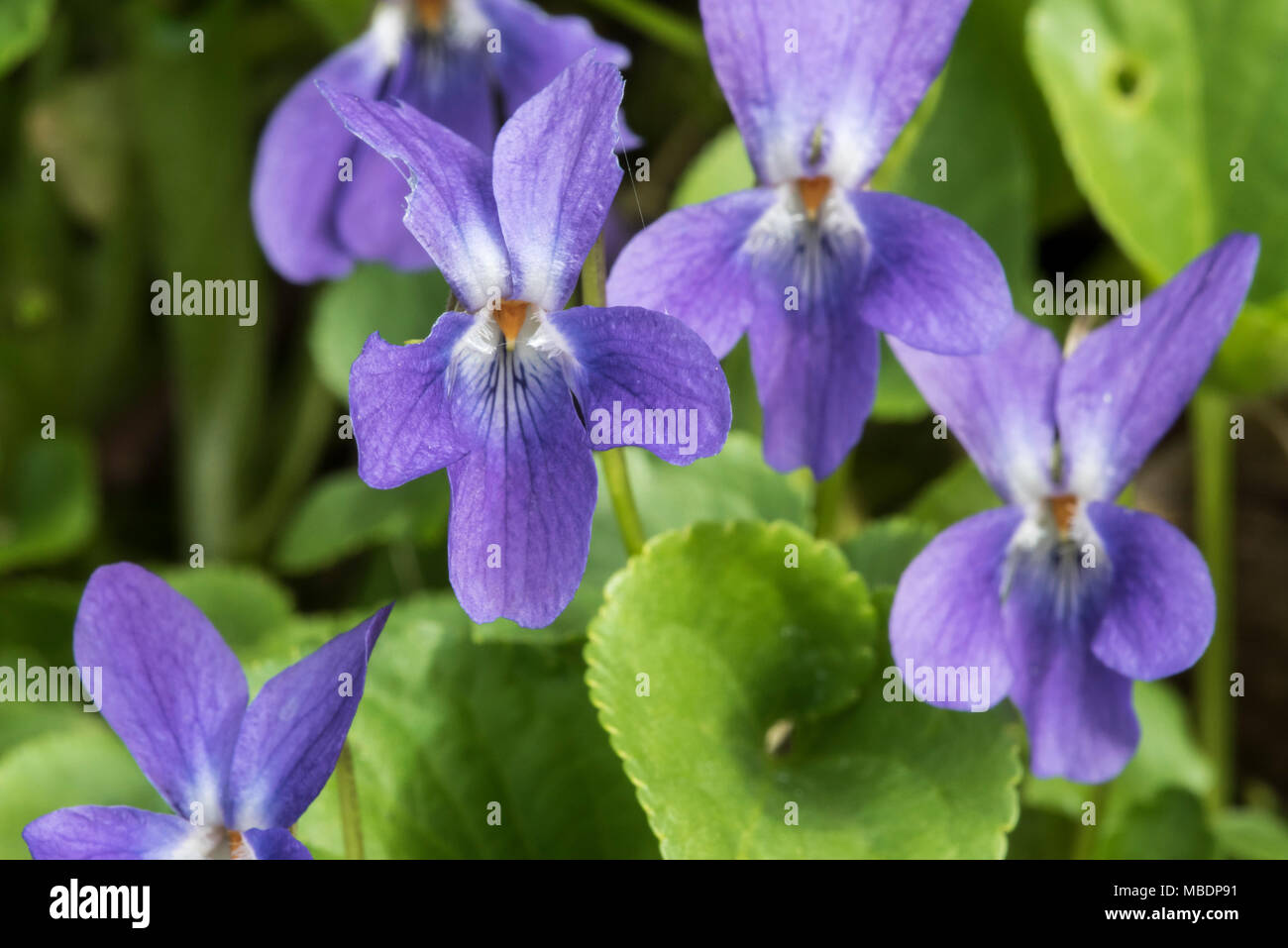 Inizio dog-viola / legno pallido (Viola Viola reichenbachiana / Viola sylvestris) in fiore in primavera Foto Stock