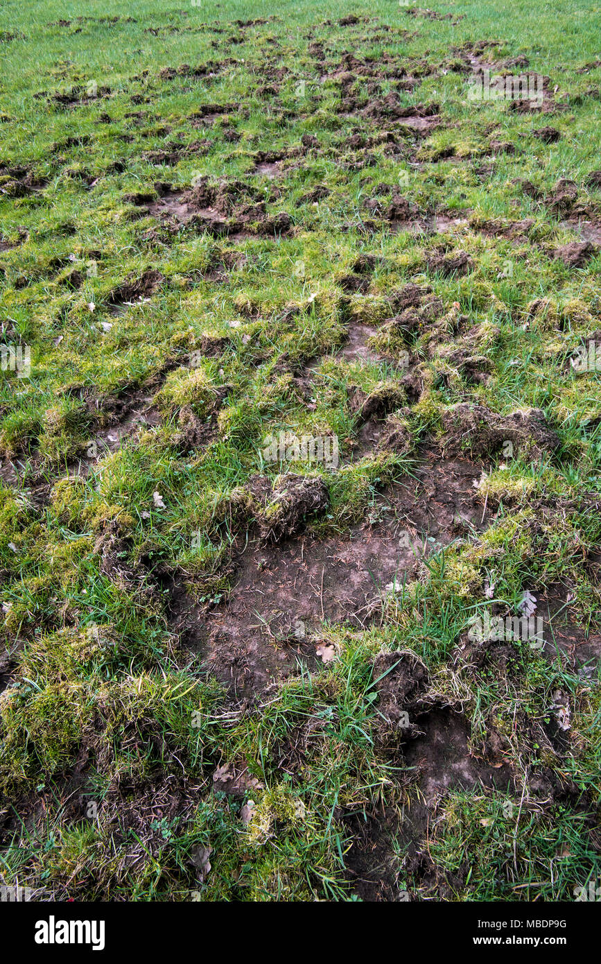 Ha rovinato la prateria / prato radicato fino e danneggiato da foraggio il cinghiale (Sus scrofa) Foto Stock