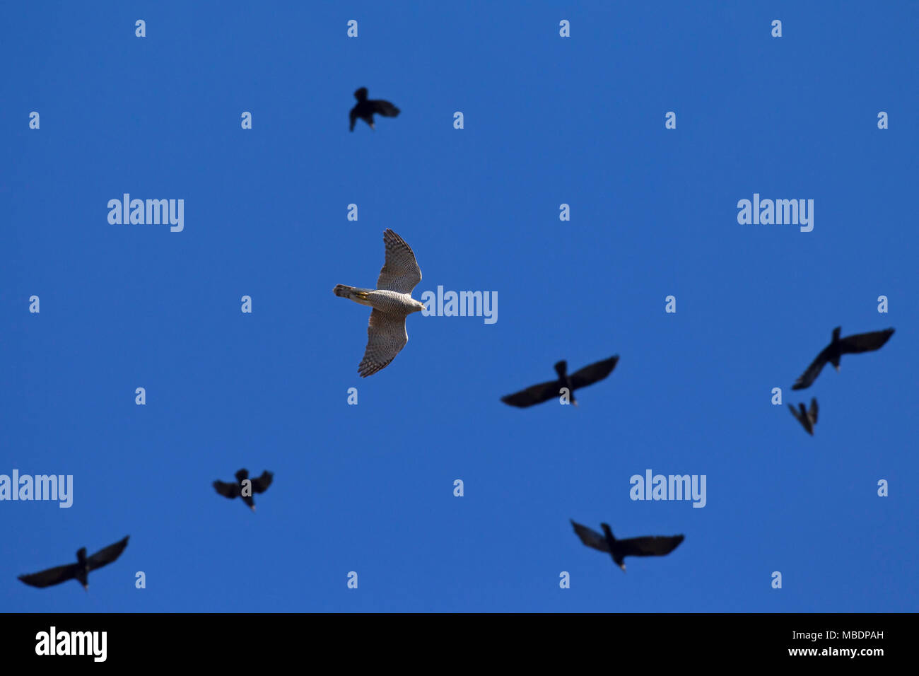 Astore (Accipiter gentilis) caccia nel gregge di corvi (Corvus frugilegus) in volo contro il cielo blu Foto Stock