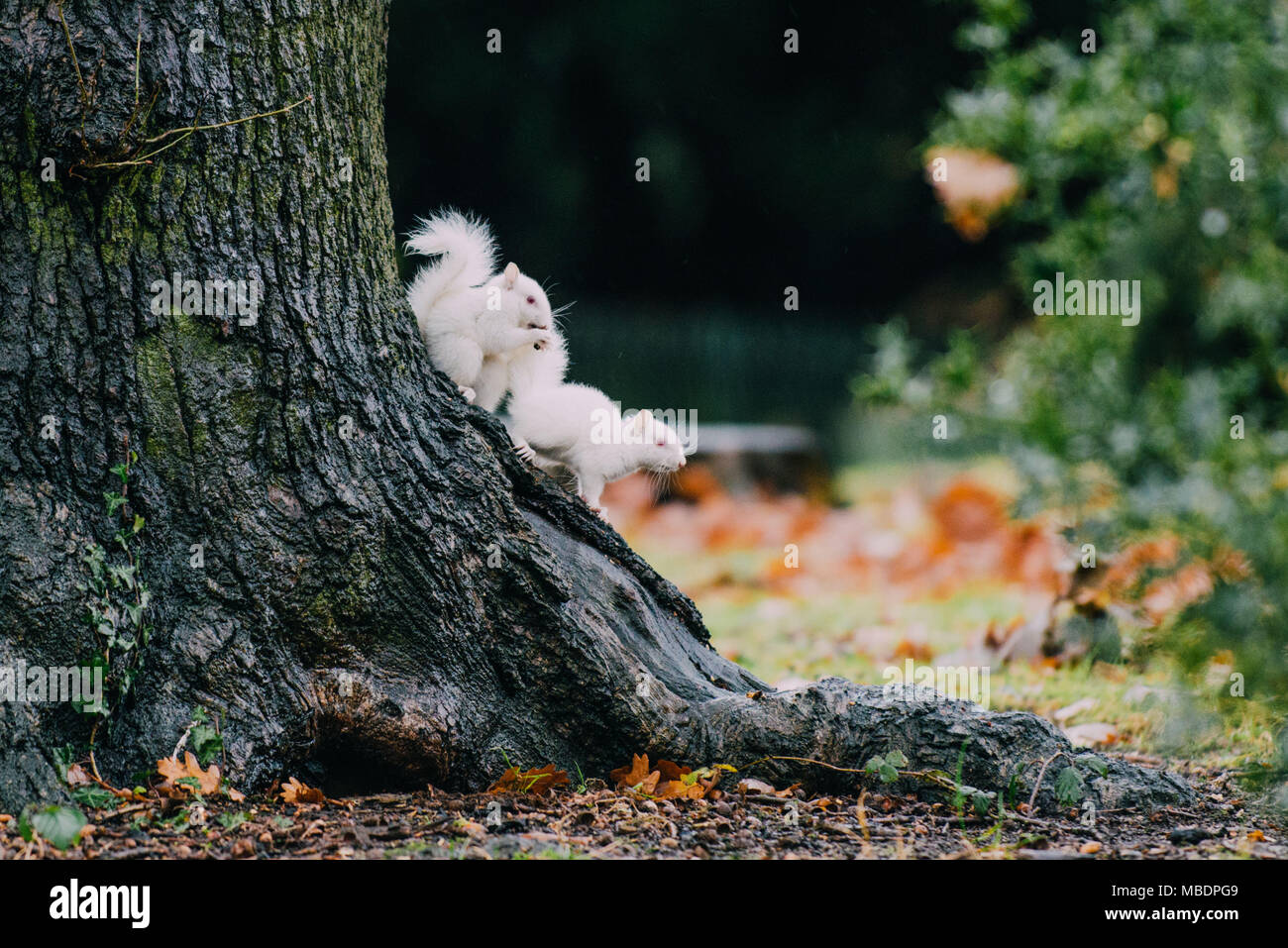 Albino scoiattoli nel sud di Londra Foto Stock
