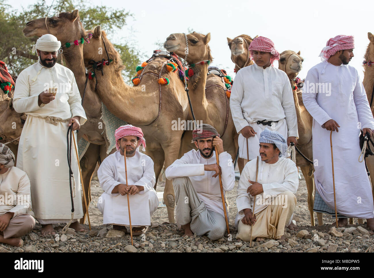 Khadal, Oman, 7 Aprile 2018: omani degli uomini con i loro cammelli in una campagna, in attesa di gara Foto Stock