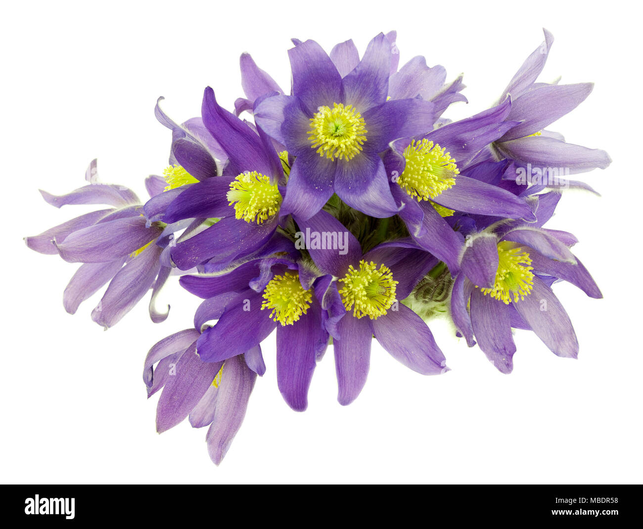 Bouquet da snowdrops isolati su sfondo bianco Foto Stock