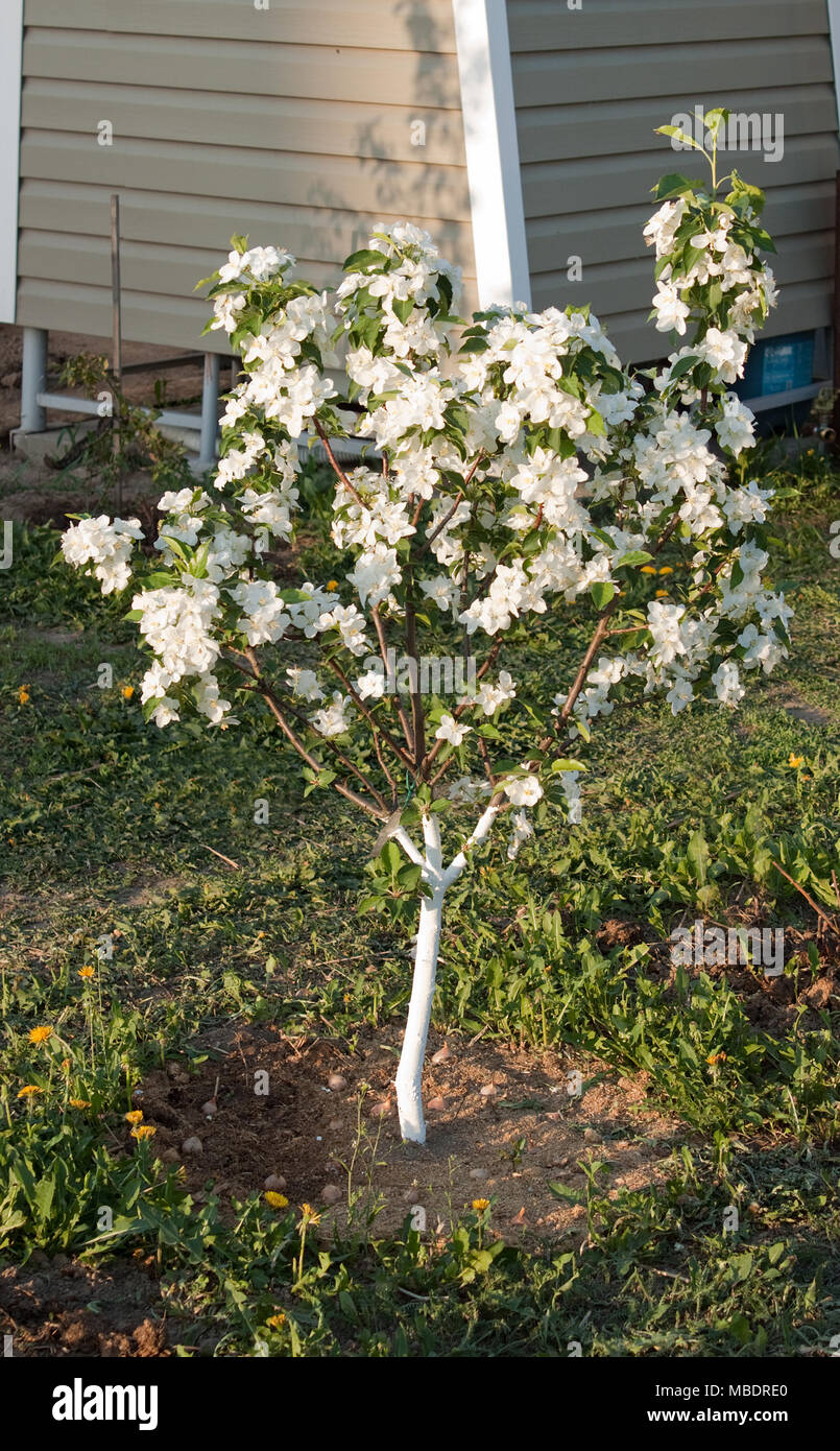 Abbondante fioritura di una piccolissima apple-tree in un giardino amatoriale Foto Stock