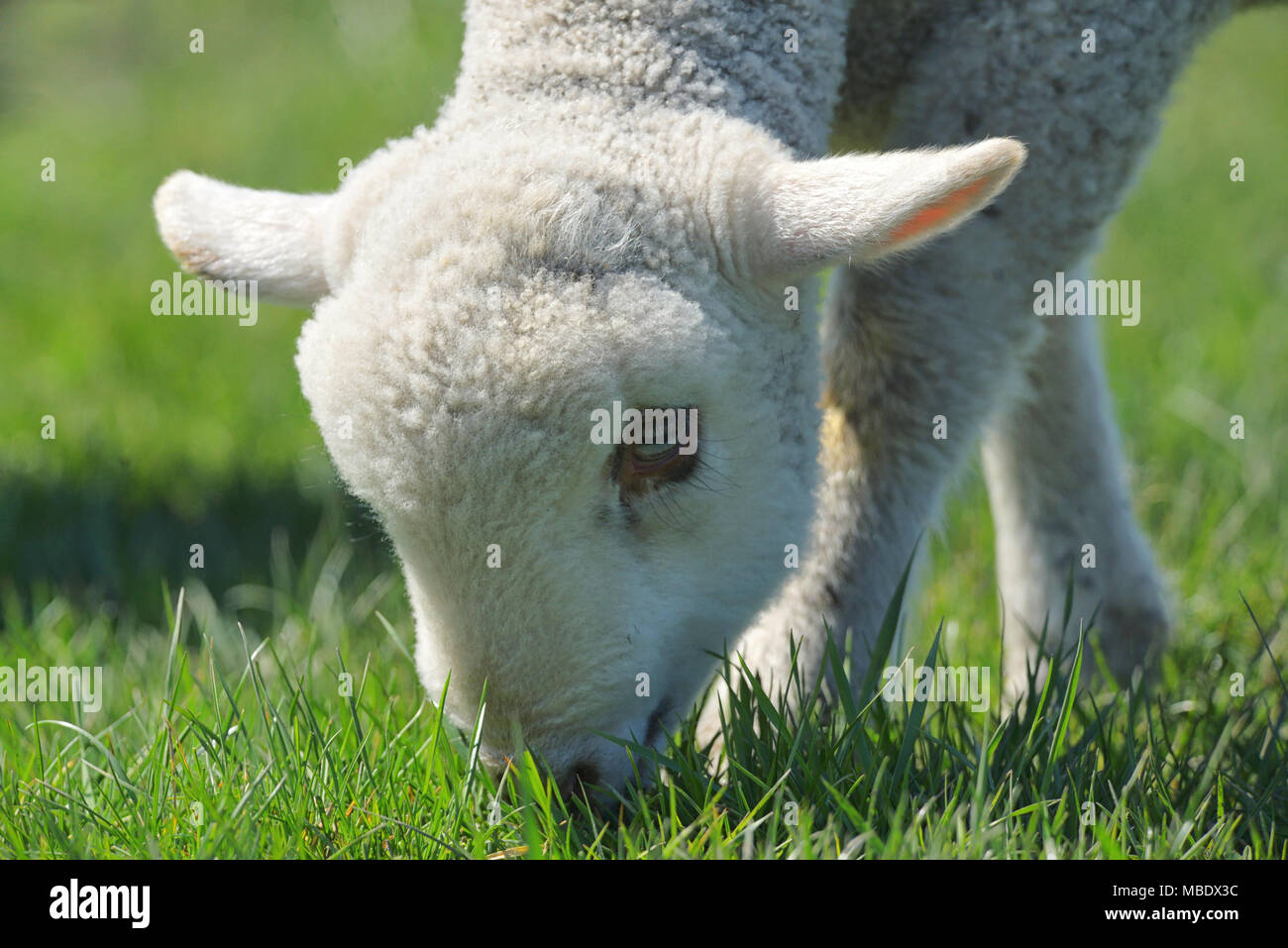 Agnello di pascolare su erba verde sul campo Foto Stock