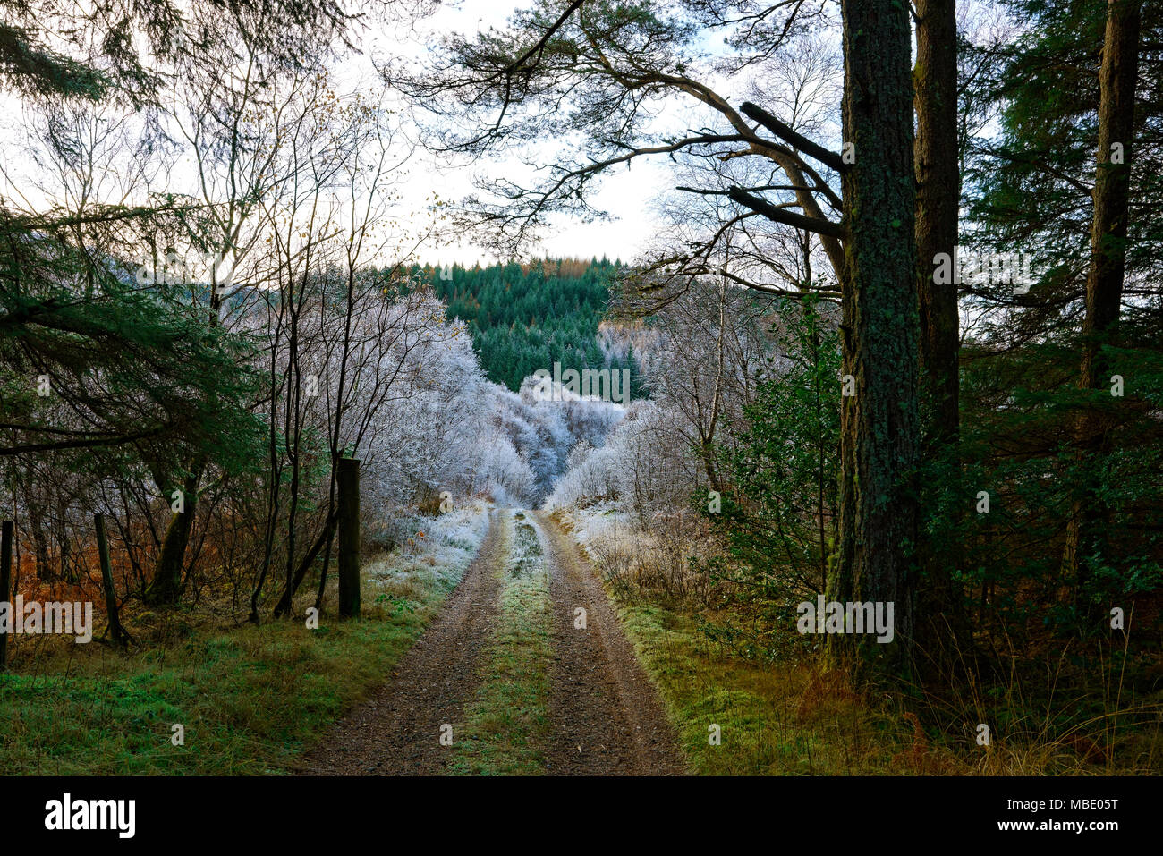 Un telecomando sentiero conduce in fitti boschi della Foresta Glenhurich nelle Highlands Scozzesi. Foto Stock