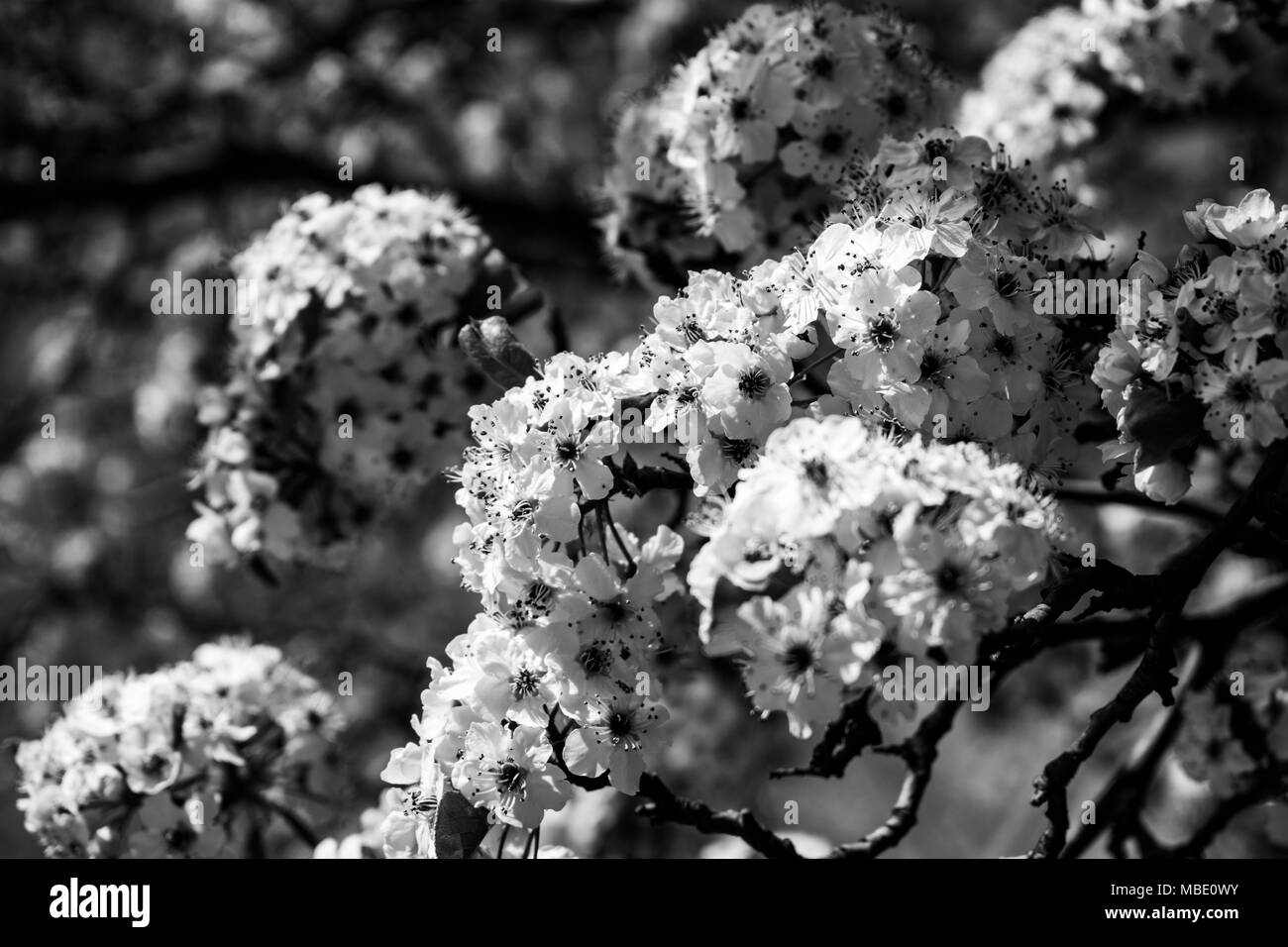 I rami degli alberi coperti di fioritura fiori bianchi Foto Stock