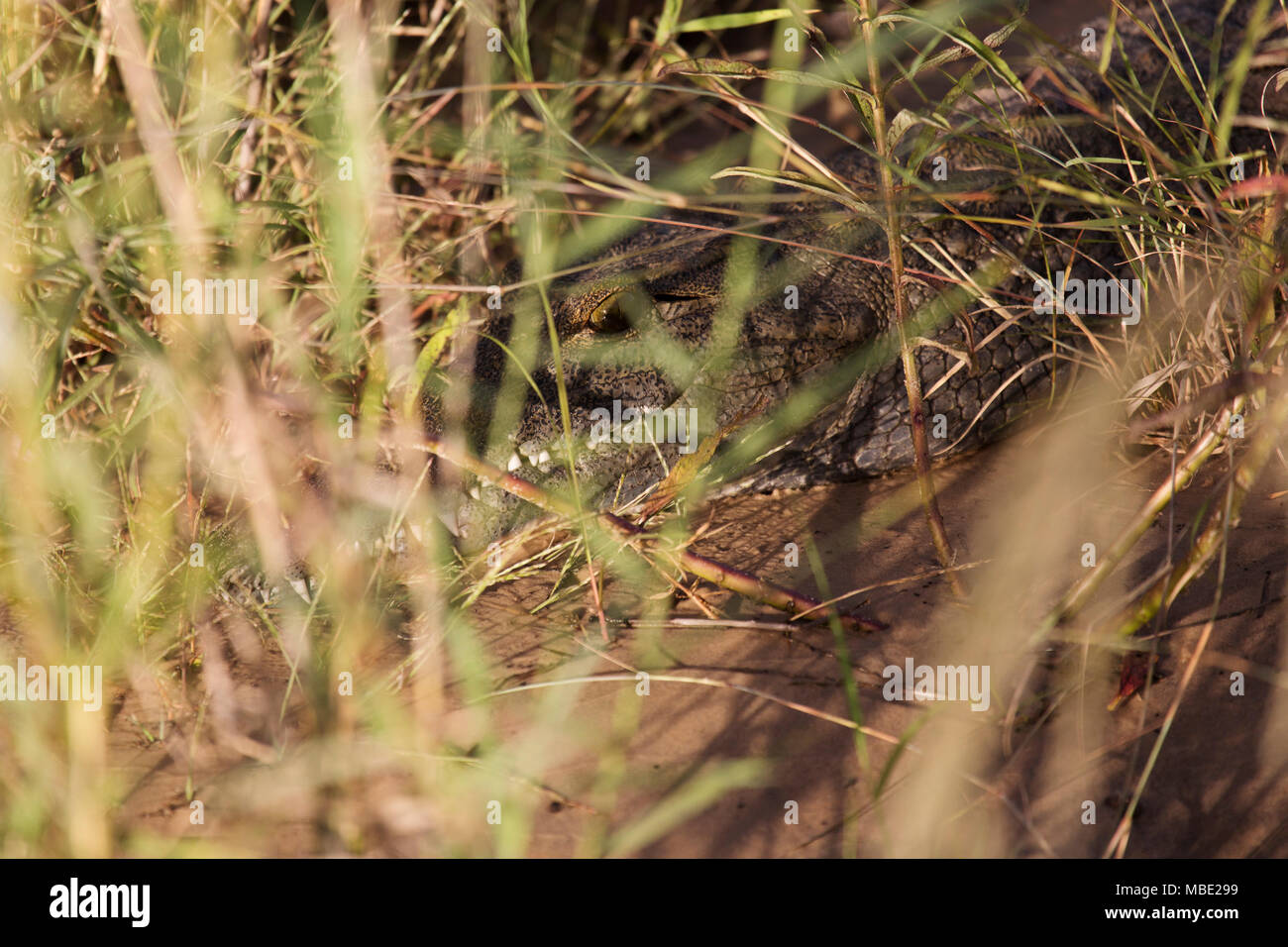 Crocodile tra canneti sulle sponde del fiume Zambezi vicino a Victoria Falls nello Zimbabwe. Il croc (Crocodylus niloticus picchi) attraverso le lamelle. Foto Stock