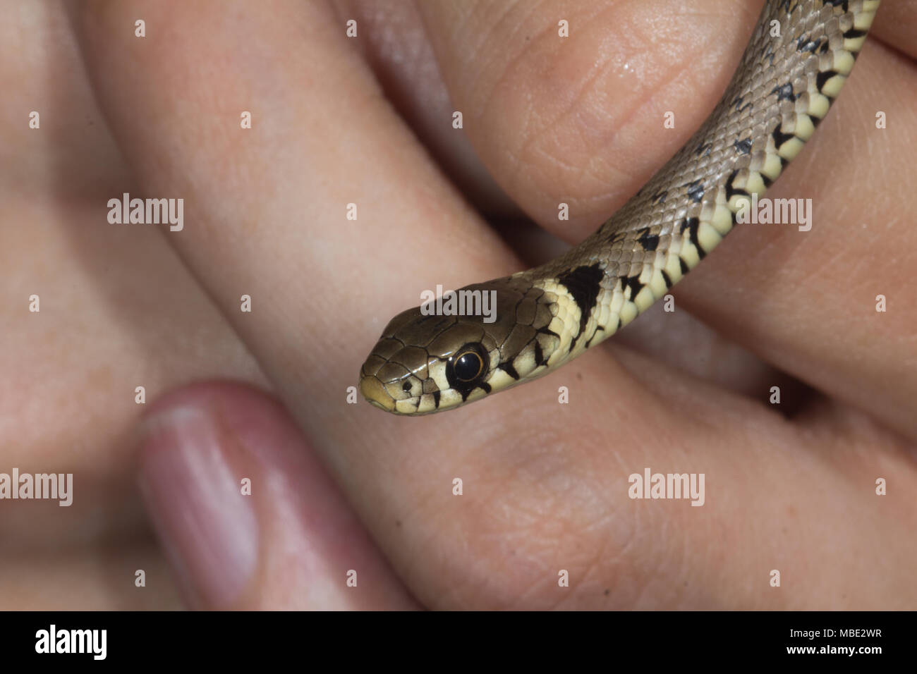 Un bambino selvaggio Biscia dal collare (Natrix natrix) essendo trattenuto in Italia Foto Stock