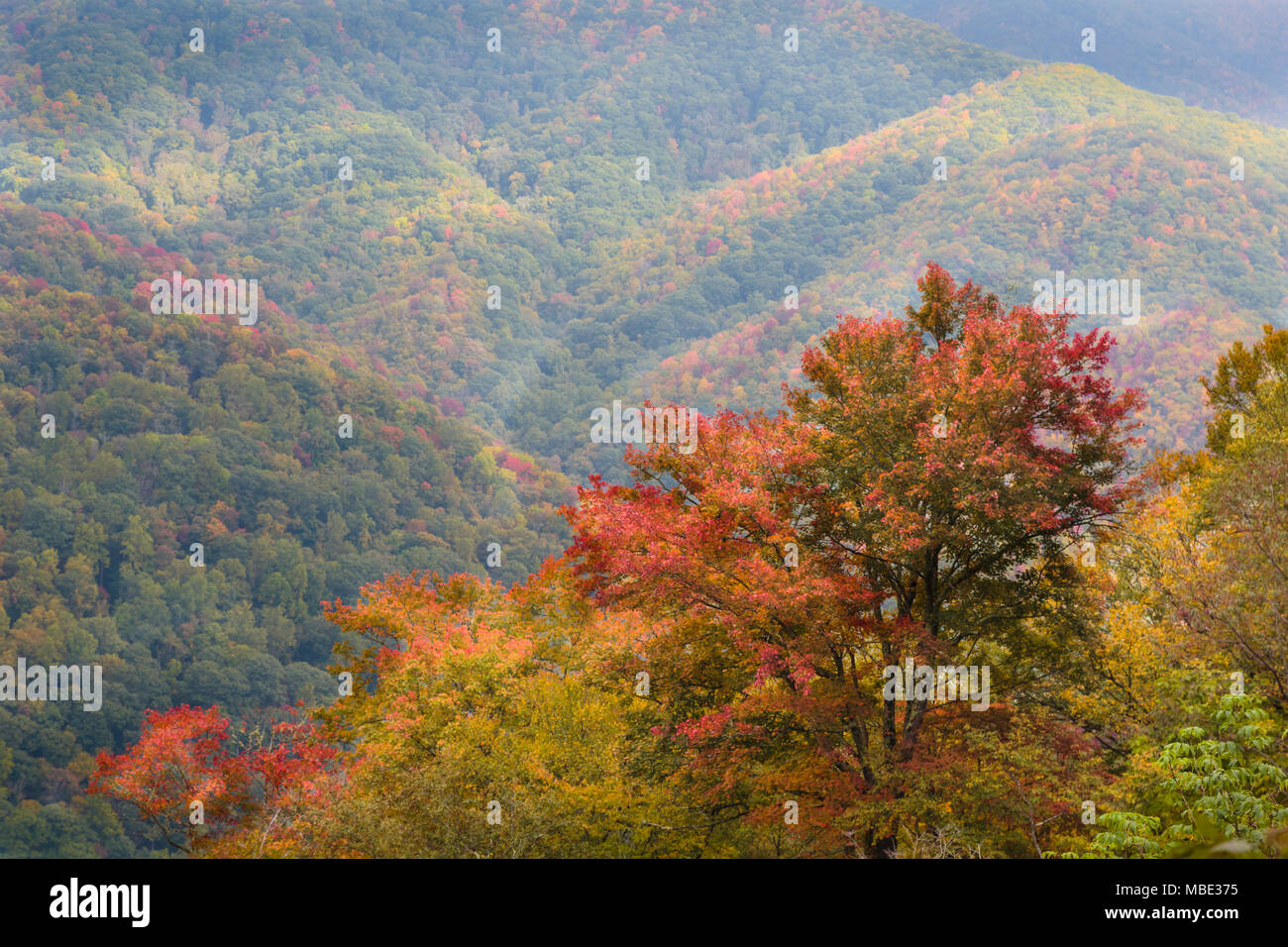 North Carolina, Stati Uniti d'America. Scenario autunnale nel Parco Nazionale di Great Smoky Mountains. UNESCO - Sito Patrimonio dell'umanità. Foto Stock