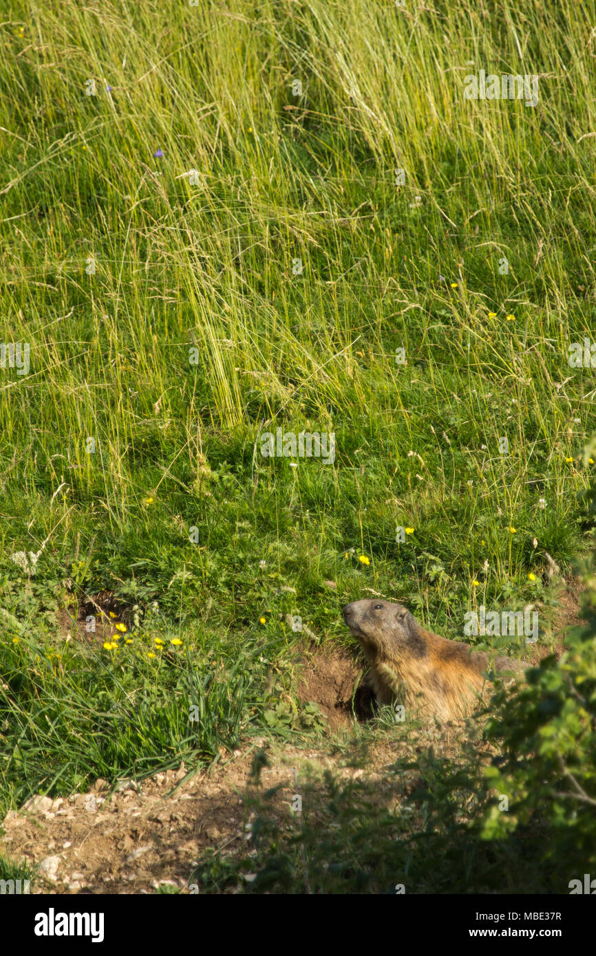 Un ventre giallo marmotta (Marmota flaviventris) sat nella sua burrow nelle Dolomiti, Italia Foto Stock