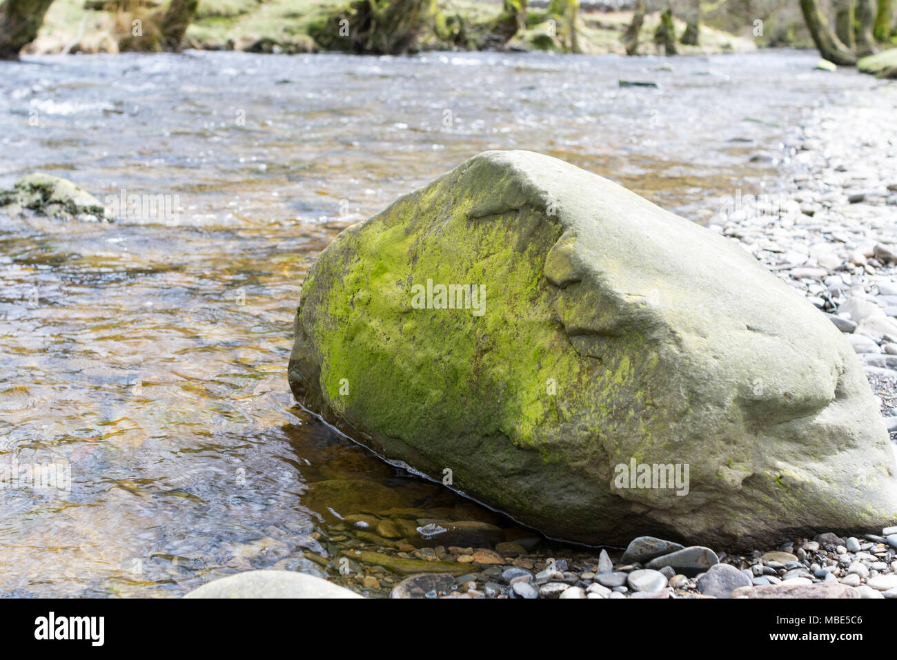 Grande roccia di muschio sulla banca del fiume Vrynwy in Powys, Galles su una soleggiata giornata di primavera in Marzo Foto Stock
