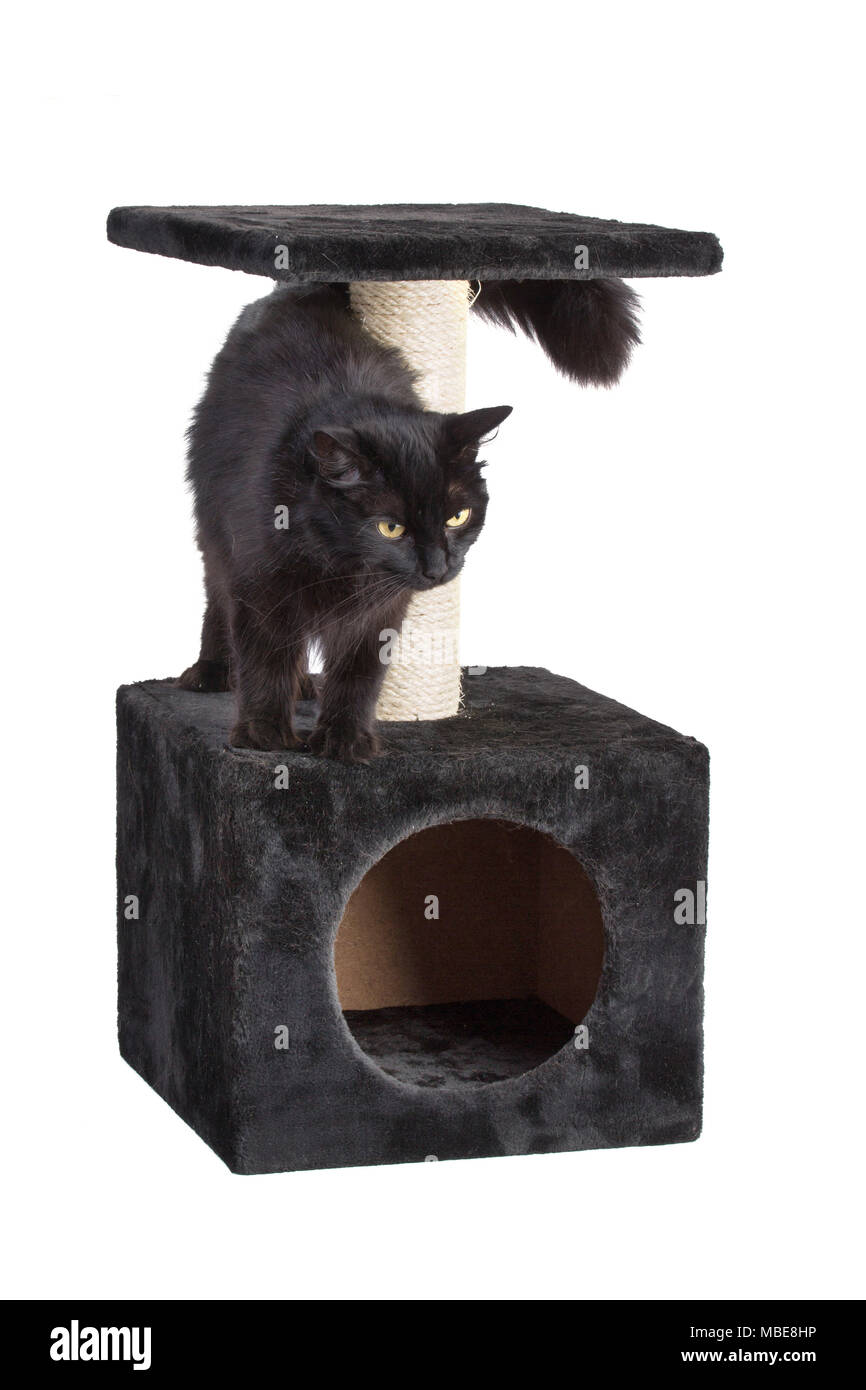 Gatto nero su cat scratcher con aria lungo Foto Stock