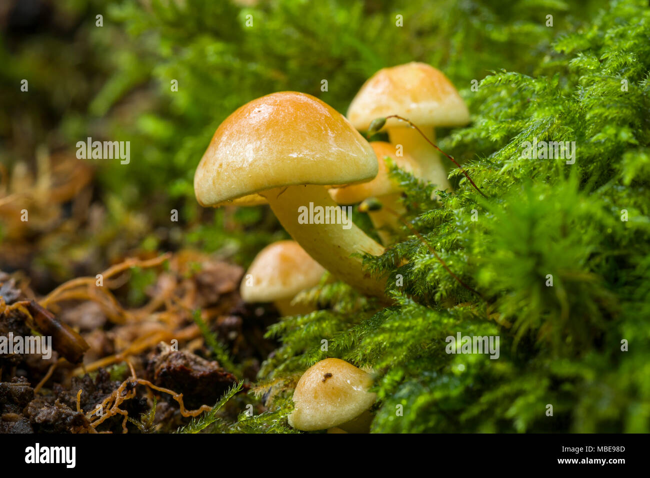 Ciuffo di zolfo (Hypholoma fasciculare) funghi che crescono su un marciume log in bosco. Foto Stock