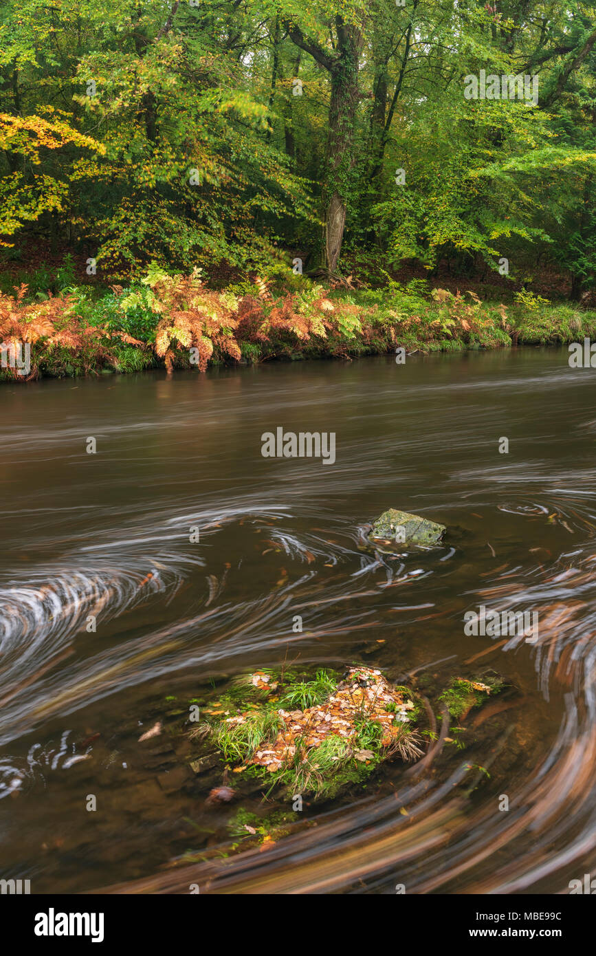 Il fiume Dart che scorre anche se Hembury boschi in autunno nel Parco Nazionale di Dartmoor, Devon, Inghilterra. Foto Stock