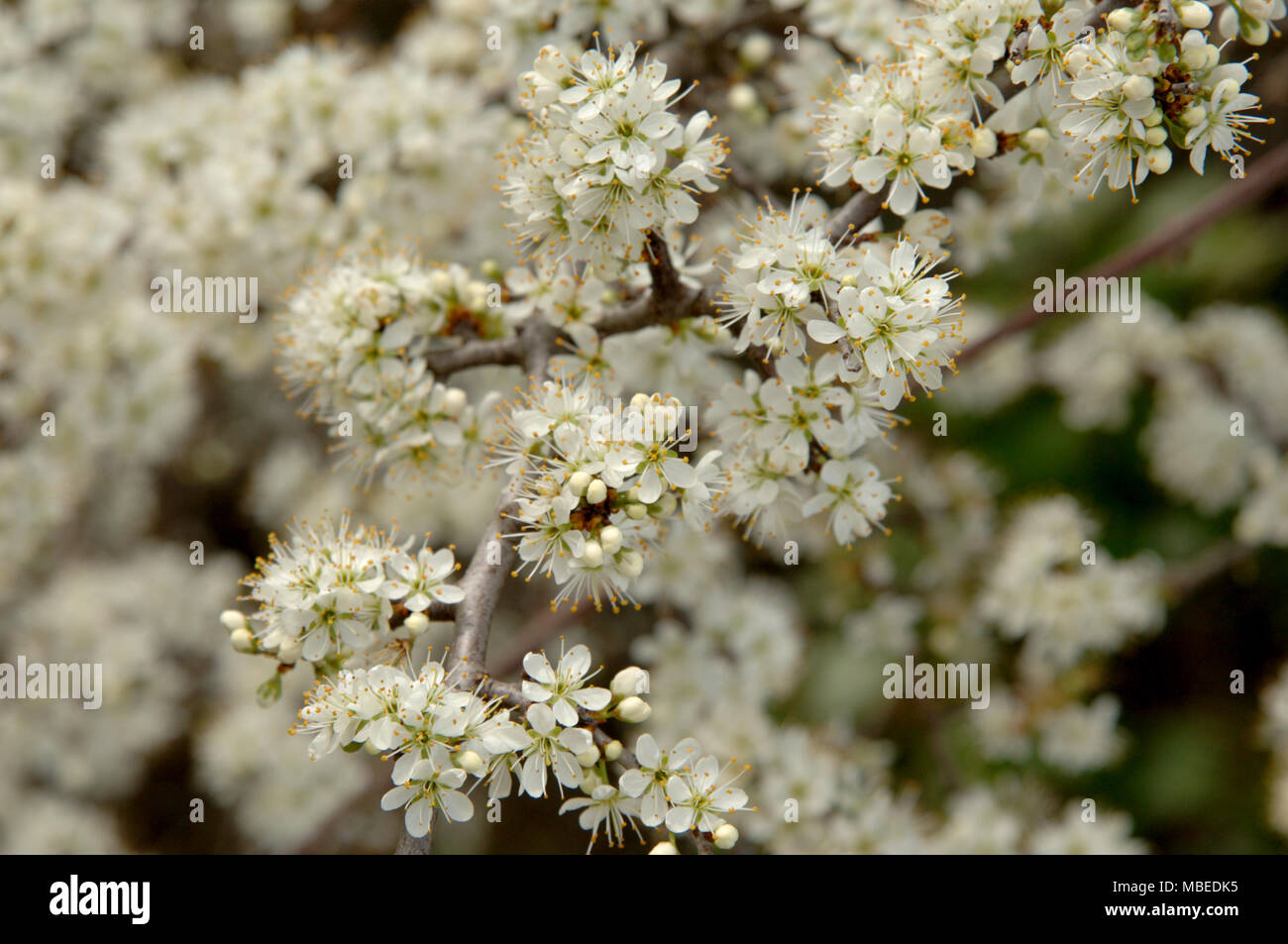 Black Thorn in fiore e Bud, a fioritura primaverile in aprile. Foto Stock