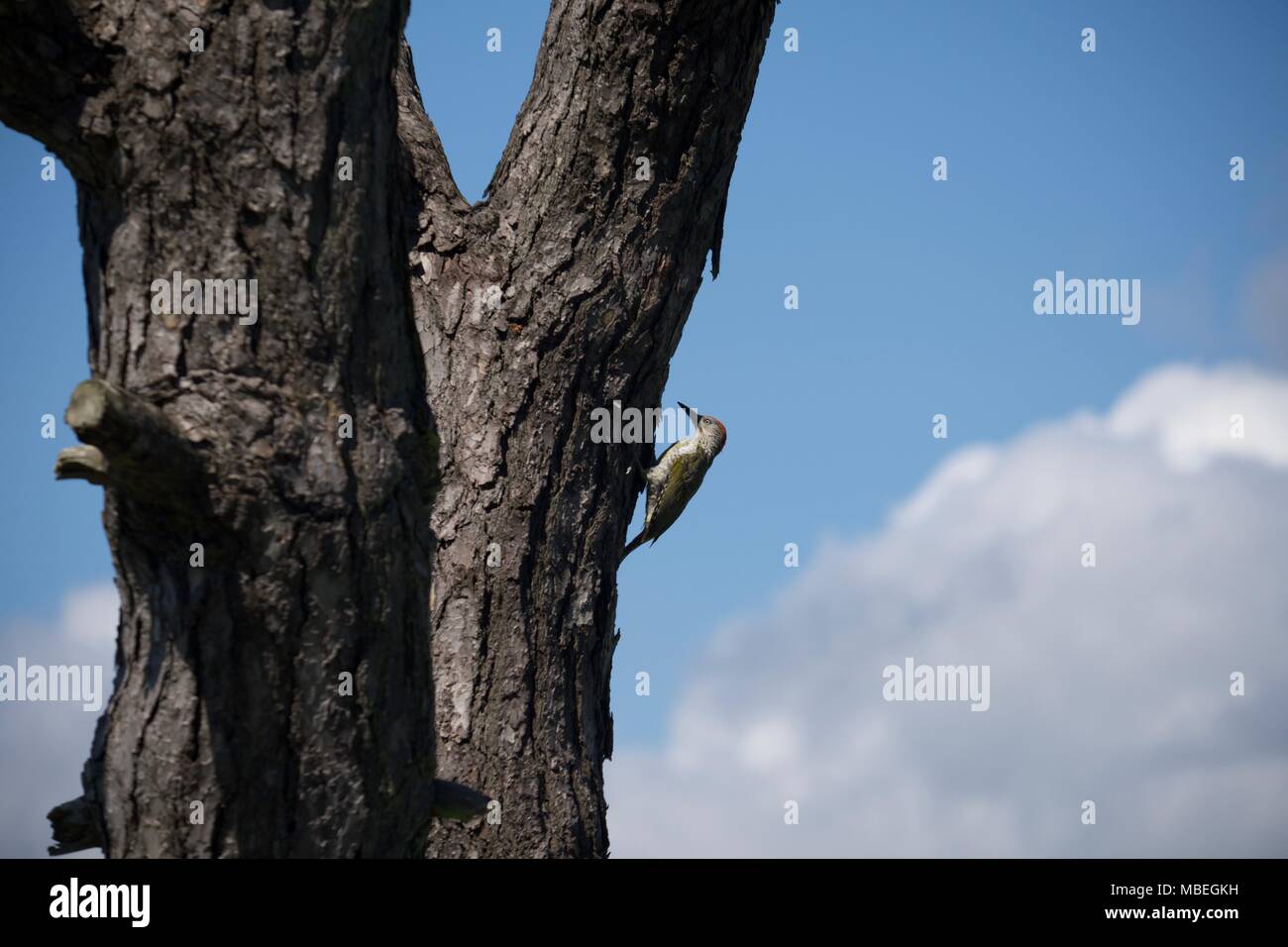 Vista laterale di un Europeo picchio verde (Picus viridis) su un pino silvestre tree becchettare in corrispondenza della corteccia per insetti Foto Stock