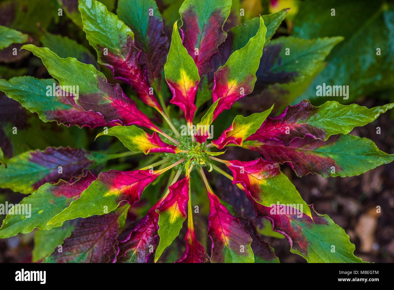 Closeup oif rosso, giallo, pianta verde Foto Stock