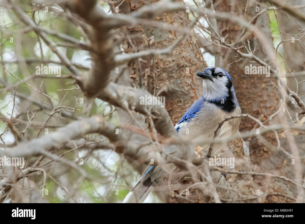 Un Blue Jay (Cyanocitta cristata) arroccato in una struttura ad albero d'inverno. Foto Stock