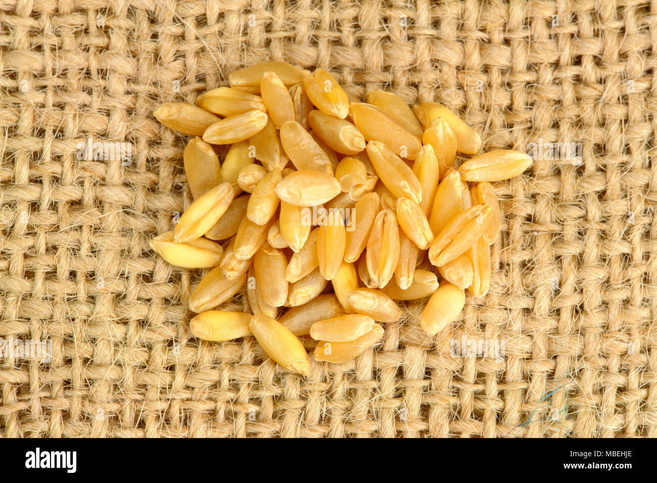 Piccole quantità di grano su un letto di sacco Foto Stock