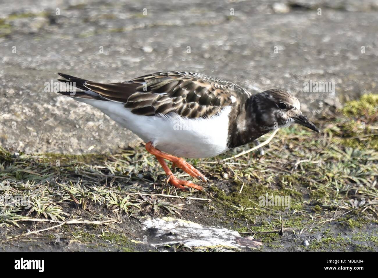 Turnstone piumaggio invernale di alimentazione. Foto Stock