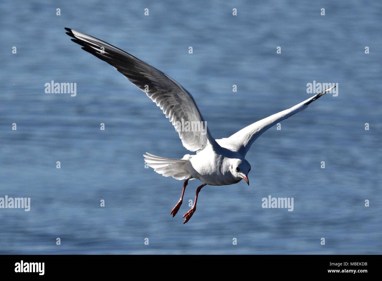 A testa nera gabbiano in volo, inverno piumaggio. Foto Stock