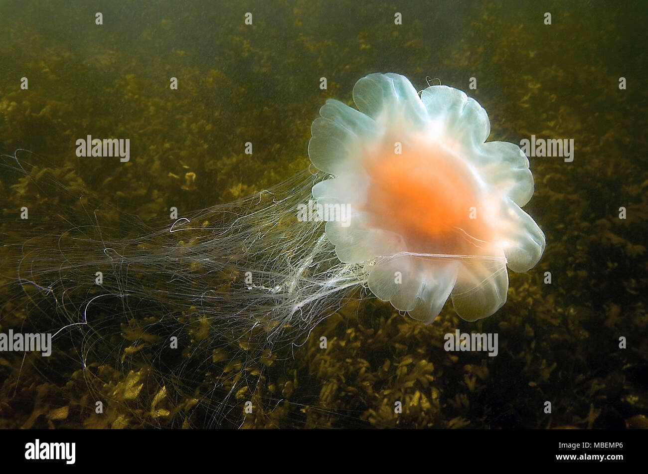 Leone la criniera (Cyanea capillata), pericoloso, del Mar Baltico e del mare tedesco, Germania Foto Stock