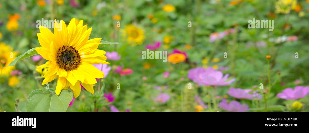 I girasoli e fiori selvatici, sfondo panoramico Foto Stock