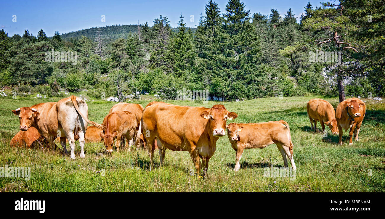 Marrone Limousine mucche al pascolo in un prato in montagna, il Vercors, Francia Foto Stock
