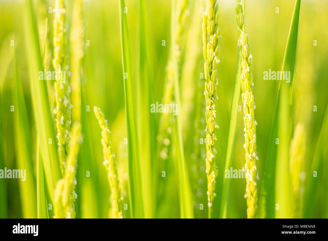 Green le risaie Foto Stock