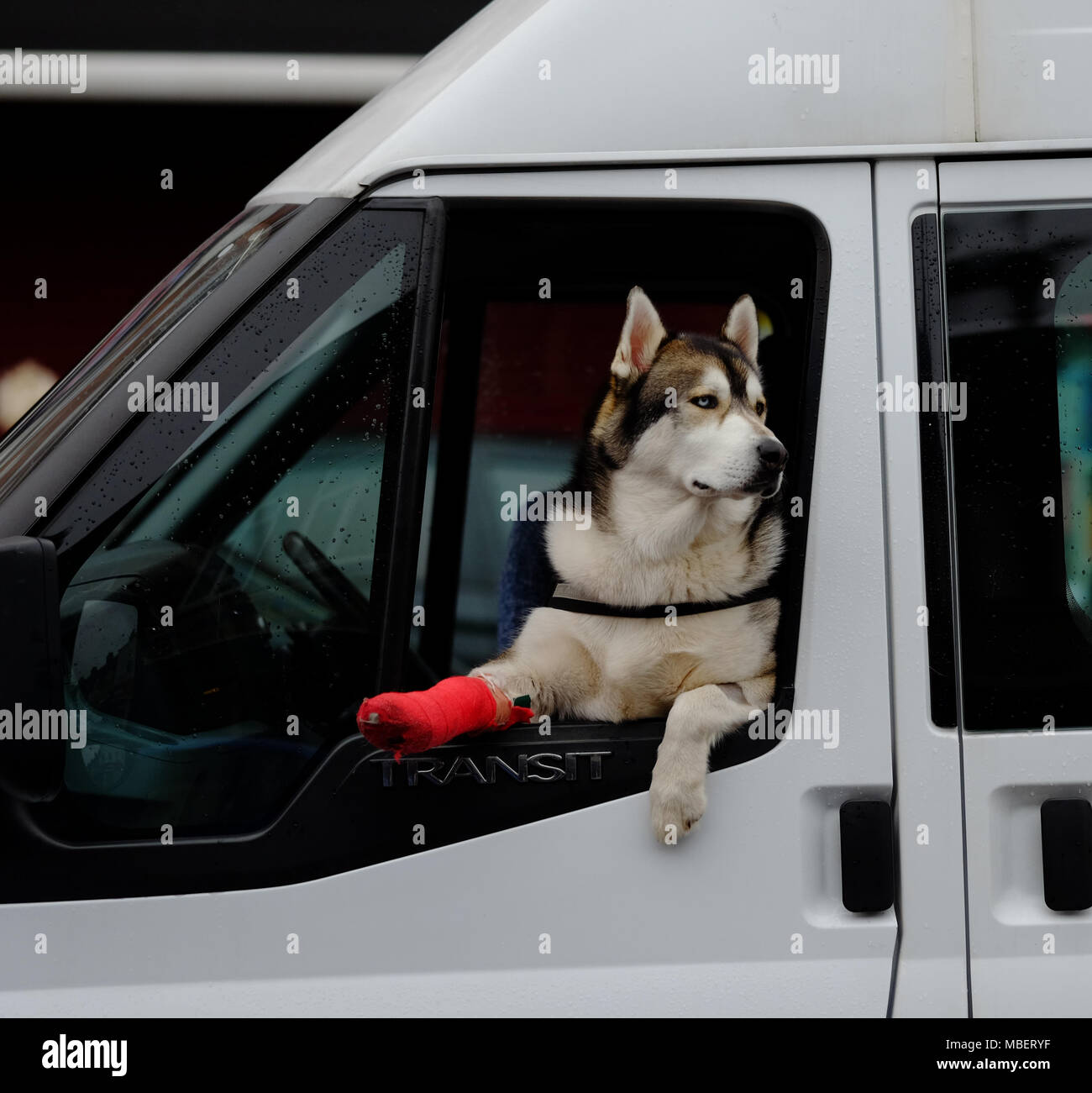 Una bella 2 anno vecchio cane Husky con una gamba rotta si appoggia al di fuori della finestra di un furgone in Harrow, la sua gamba in un rosso calco in gesso Foto Stock