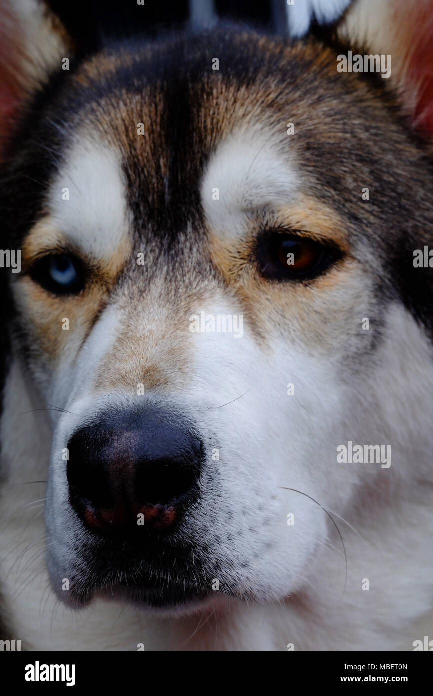 Una giovane e bella di cani husky di peluche chiamato cercando triste perché ha una gamba rotta. Egli ha diversi occhi colorati. Foto Stock