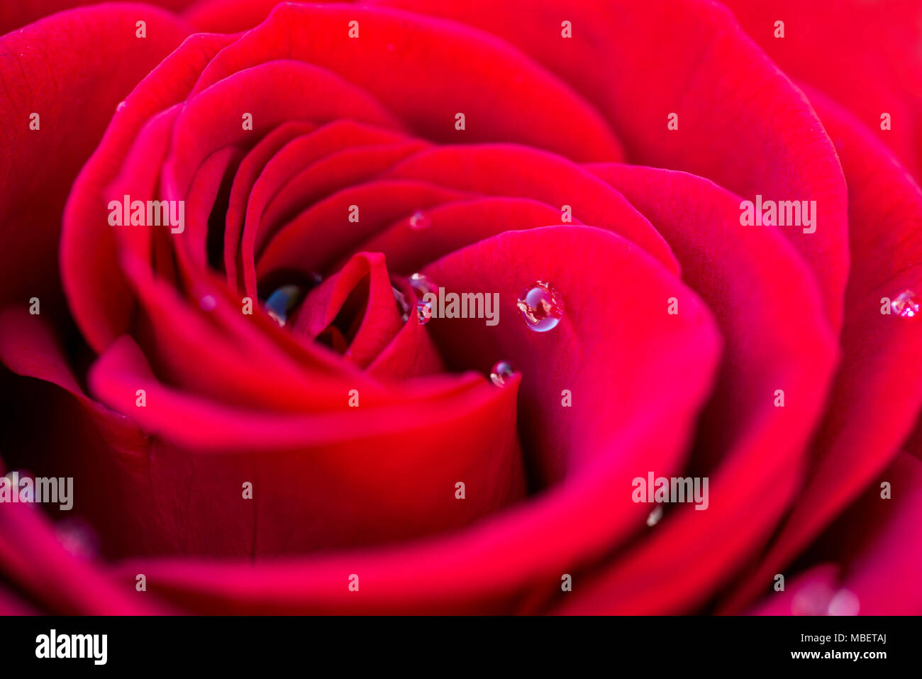 Macro di una rosa rossa con acqua di rugiada scende Foto Stock