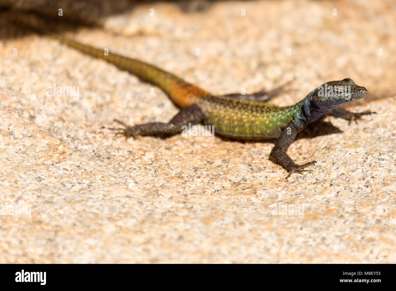 Comune lucertola piatta (Platysaurus rhodesianus intermedius) a Matobo National Park in Zimbabwe. La lucertola colouful è un maschio. Foto Stock