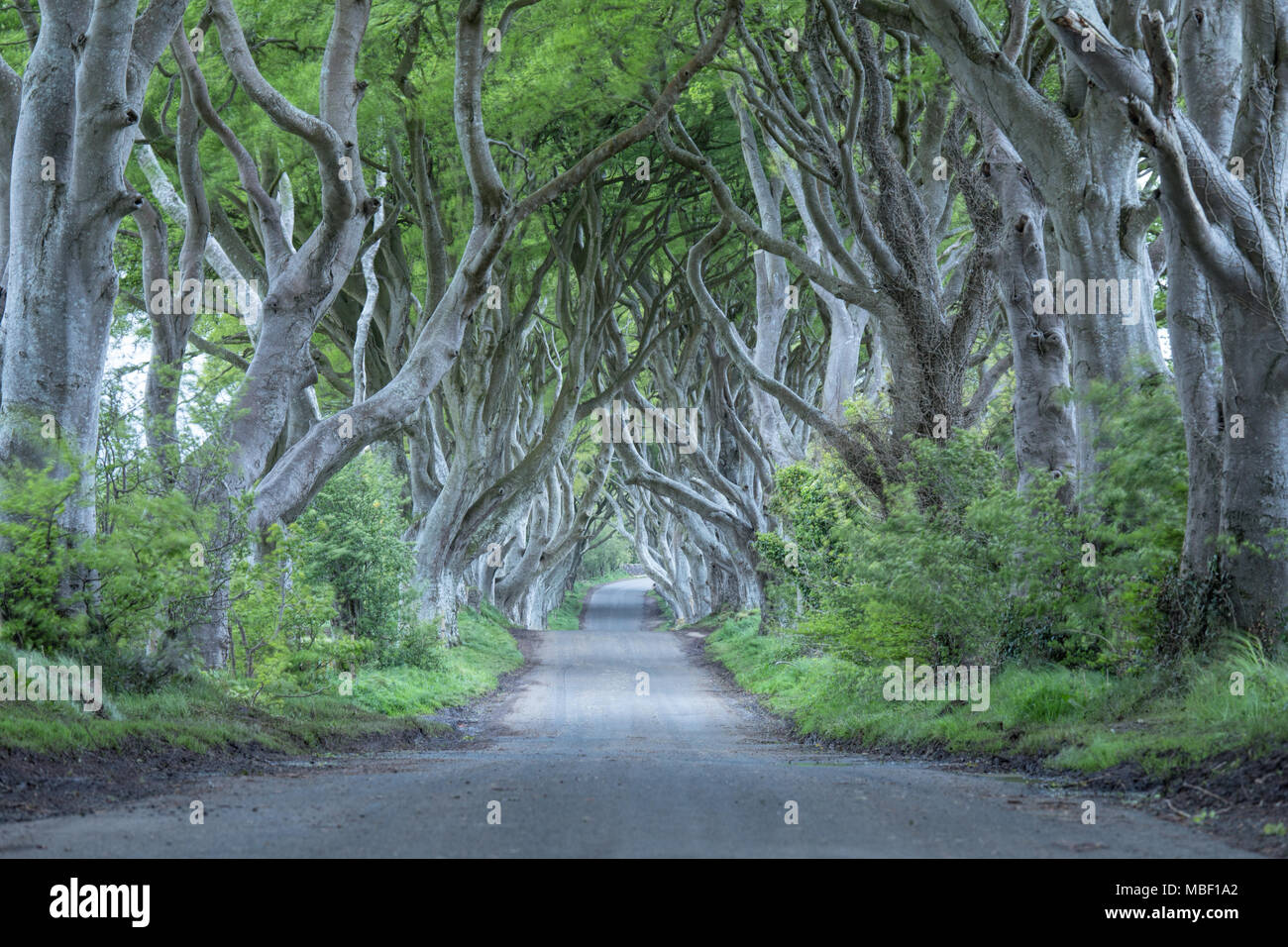 Viale di faggi noto come il buio siepi in Irlanda del Nord Foto Stock