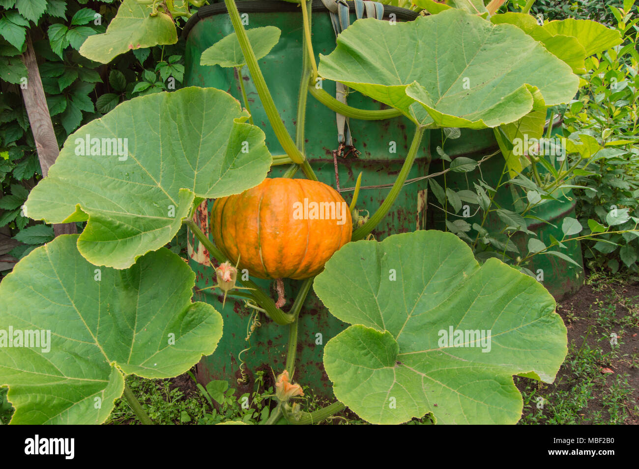 Pianta Di Zucca Immagini E Fotos Stock Alamy