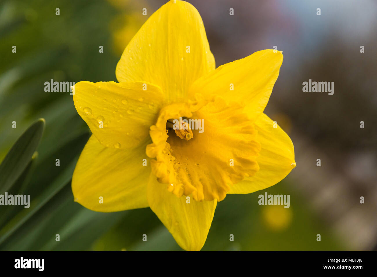 Un grande close-up di un giallo fiore di narciso con gocce di pioggia e un bel sfondo bokeh, compresi sei tepals sormontato da una tromba a forma di corona. Foto Stock