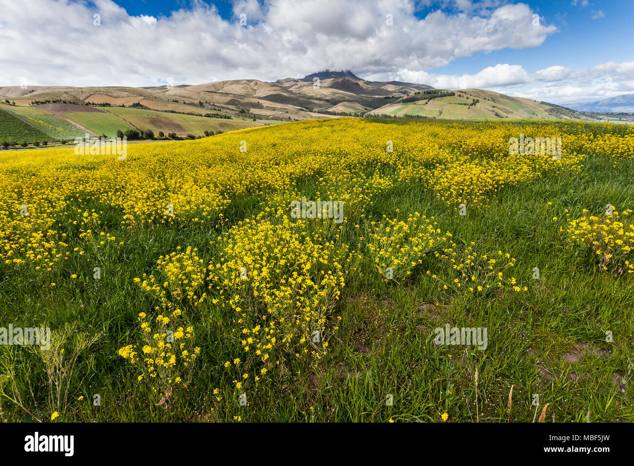 La Canola raccolti nelle Ande ecuadoriane Foto Stock