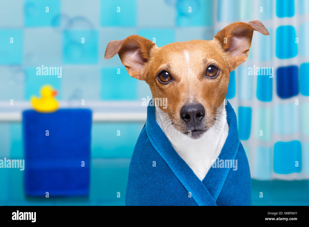 Jack Russell cane in una vasca da bagno non è così divertito circa che , di plastica gialla di anatra e asciugamano,indossare biancheria o asciugamano Foto Stock