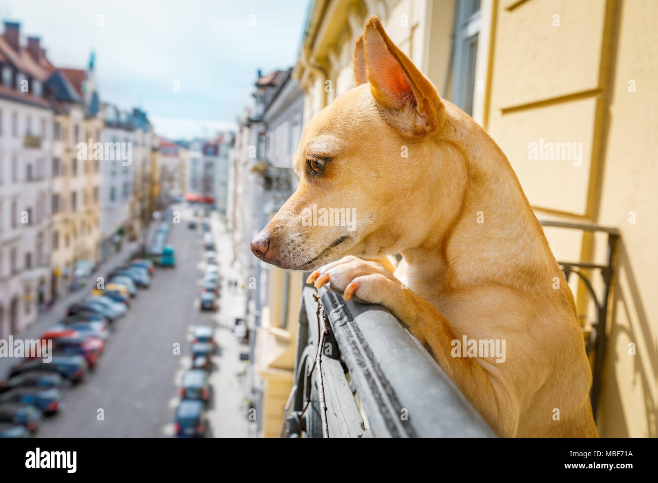 Nosy guardando podenco forma di cane parte superiore del balcone, molto curioso e guardando in giro Foto Stock