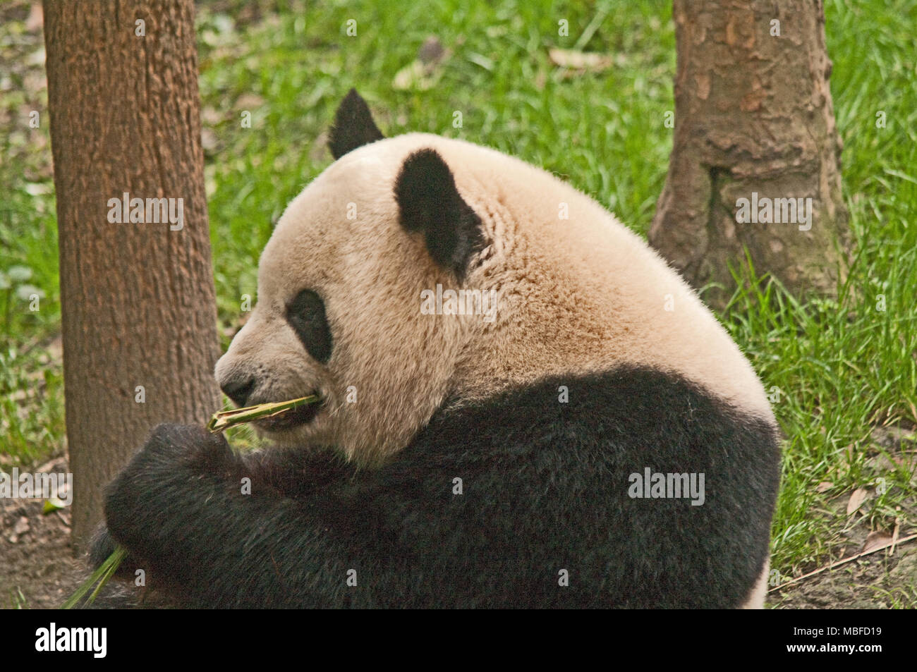 Chengdu, Cina, Asia e panda giganti Research Center, Ailuropoda melanoleuca, Foto Stock