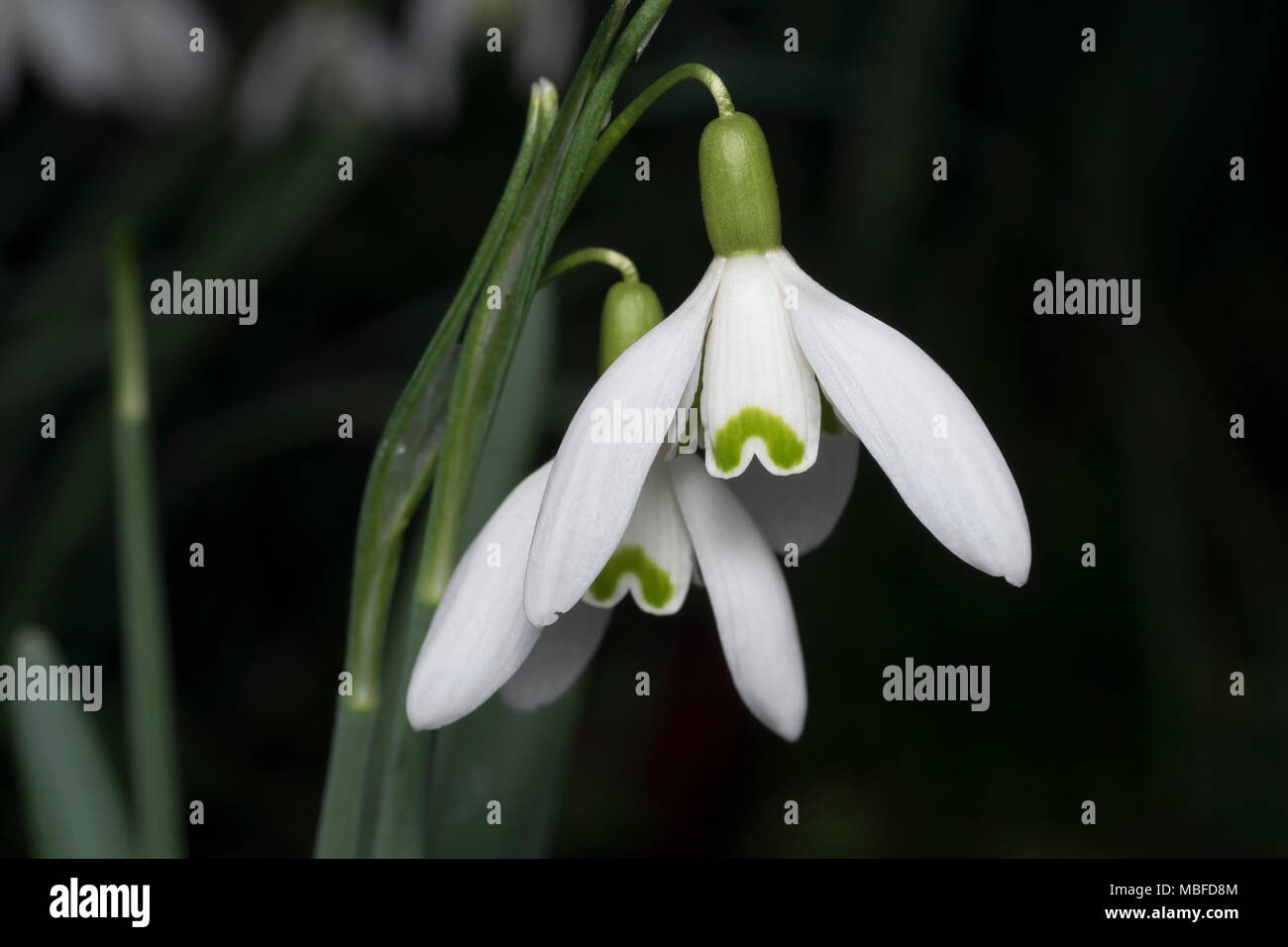 Snowdrop (Galanthus nivalis) cresce nei boschi, Close up dei petali. Tipperary, Irlanda Foto Stock